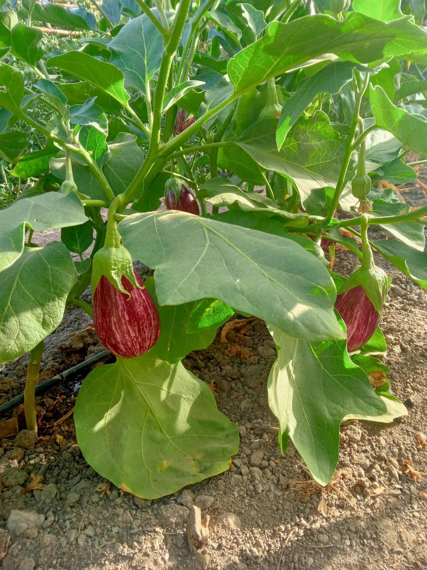 Ugijar Tuguest Hortichuela Houseヴィラ エクステリア 写真